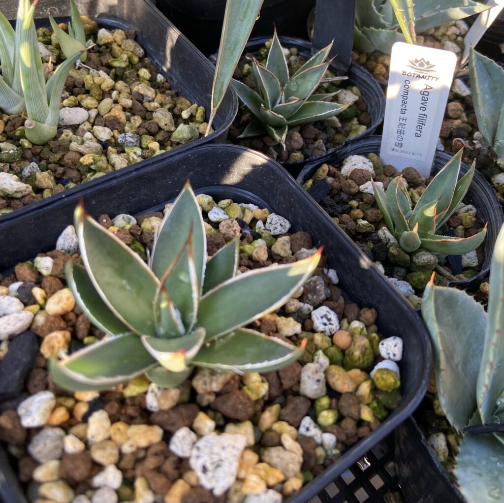 アガベ・フィリフェラコンパクタ実生記録②(Agave Filifera Compacta seeding) - BAXのきままに実生ブログ