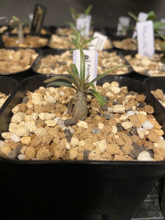 パキポディウム・グラキリス実生記録①(Pachypodium rosulatum var