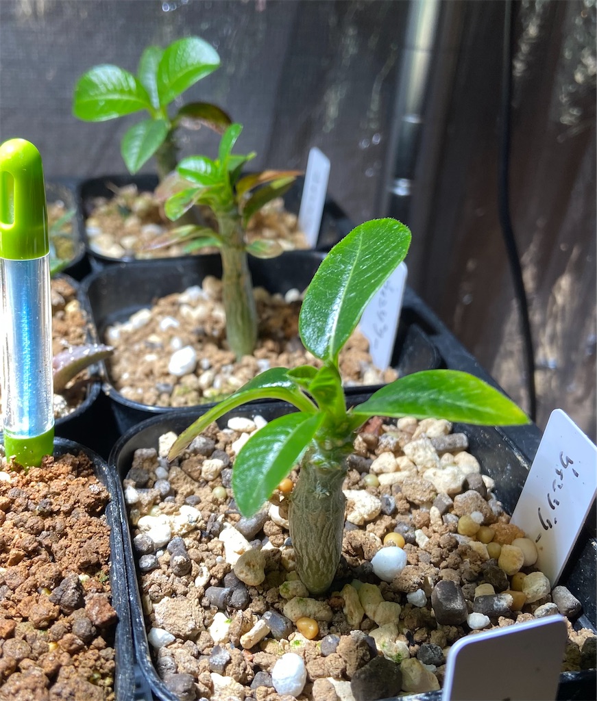 パキポディウム・ウィンゾリー実生記録①(Pachypodium Windsorii seeding) - BAXのきままに実生ブログ