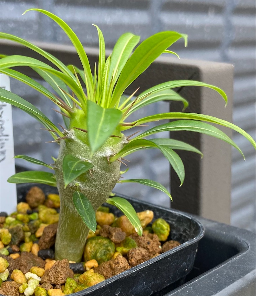 パキポディウム・ラメリー(Pachypodium lamerei seeding)実生記録① - BAXのきままに実生ブログ