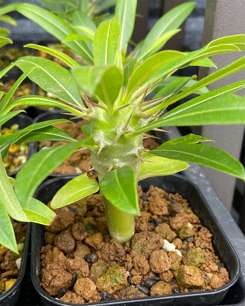 パキポディウム・ラメリー(Pachypodium lamerei seeding)実生記録① - BAXのきままに実生ブログ