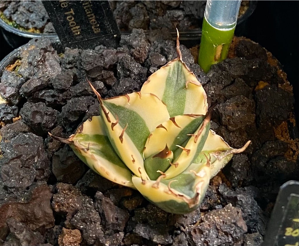 アガベ・チタノタ スナグルトゥース成長記録①(Agave Snaggletooth growth record) - BAXのきままに実生ブログ