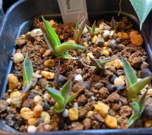 アガベ・ムルチフィリフェラ実生記録②(Agave Multifilifera seedling