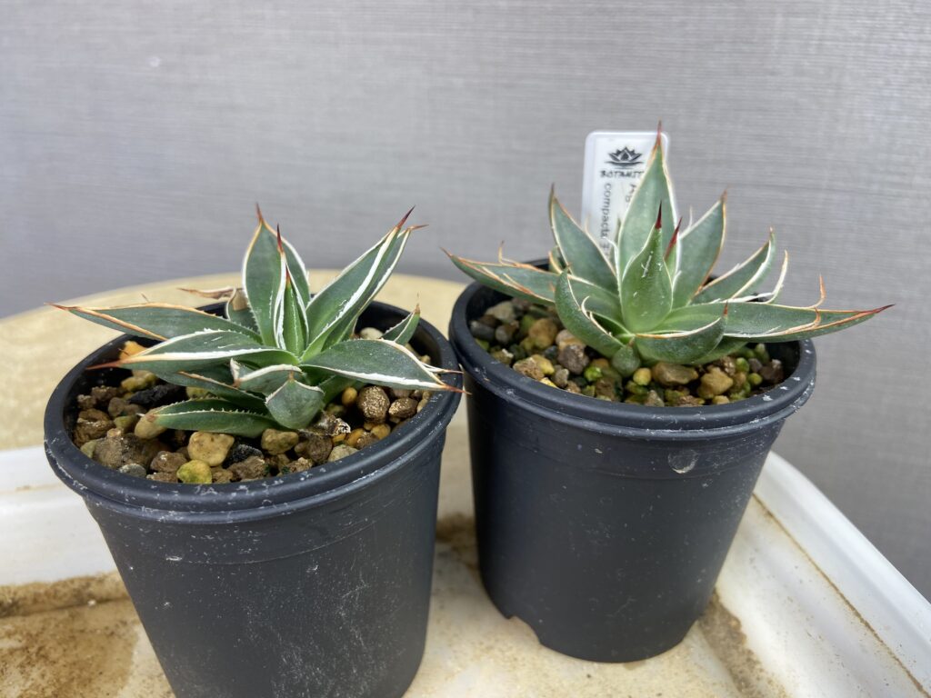 アガベ・フィリフェラコンパクタ実生記録②(Agave Filifera Compacta seeding) - BAXのきままに実生ブログ