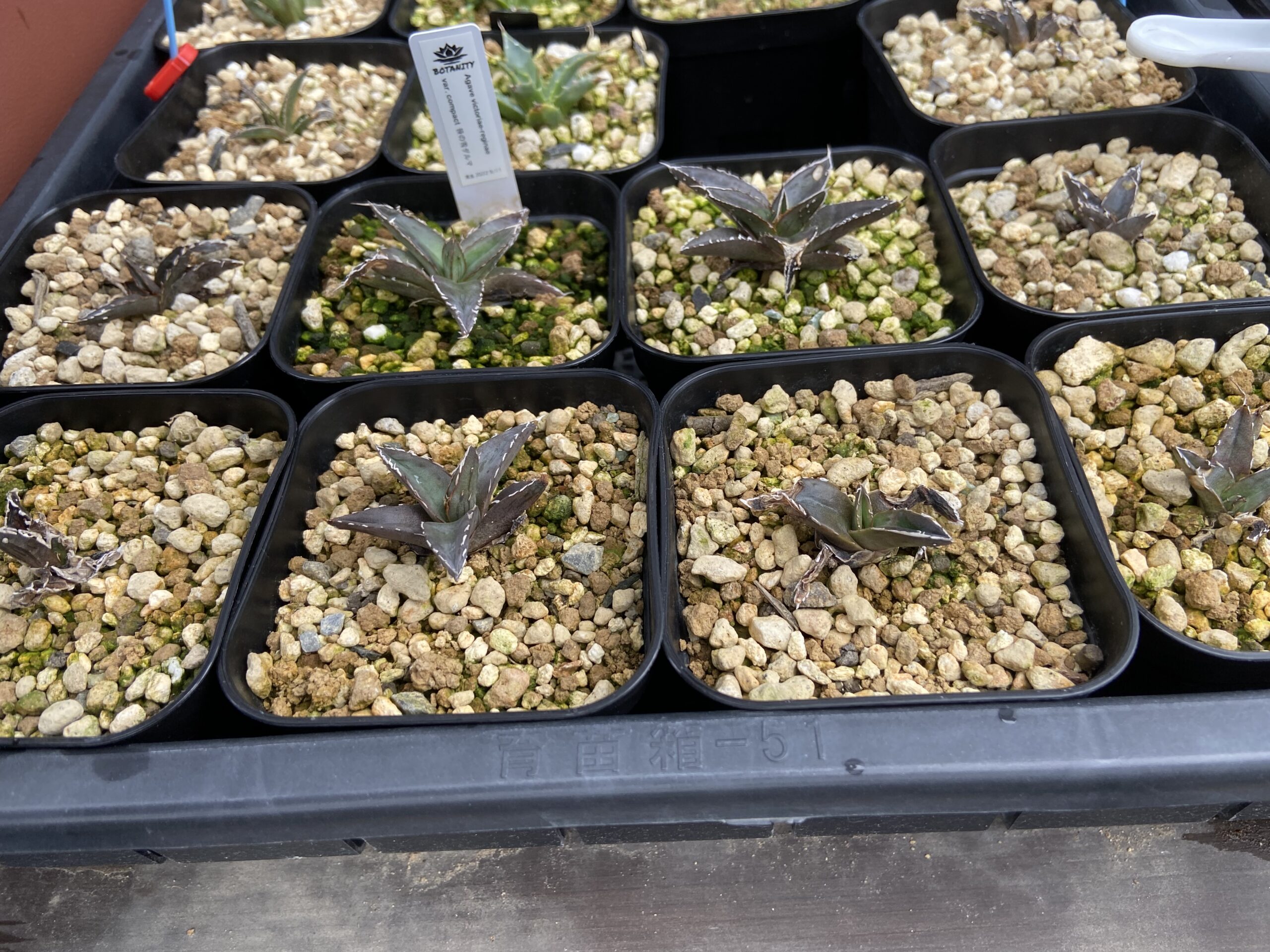 アガベ・ビクトリアレジーナ・コンパクタ実生記録②(Agave Victoriae-reginae Compacta seedling) -  BAXのきままに実生ブログ