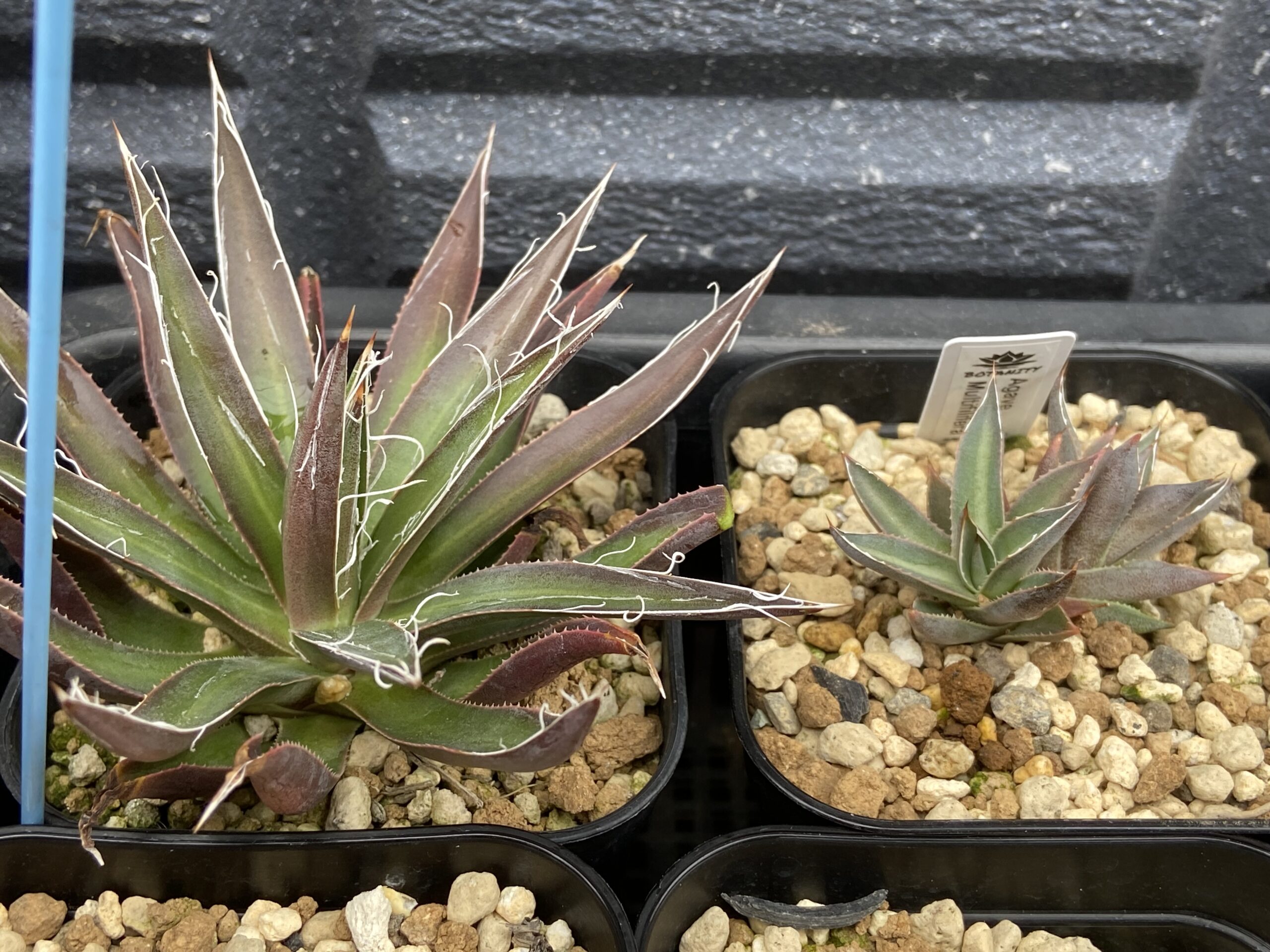 アガベ・ムルチフィリフェラ実生記録②(Agave Multifilifera seedling